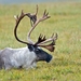 Caribou - Photo (c) Bering Land Bridge National Preserve, some rights reserved (CC BY)