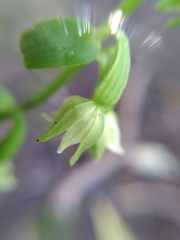 Epipactis phyllanthes