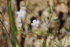 Leptosiphon liniflorus