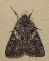 Catocala antinympha