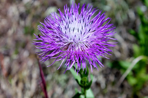 Plectocephalus americanus