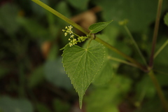 Spananthe