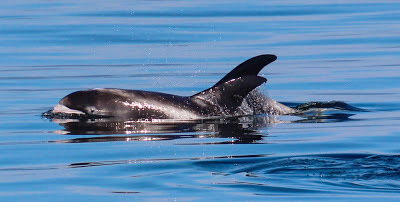 White-beaked Dolphin