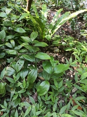 Ruscus colchicus