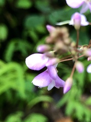 Hylodesmum nudiflorum