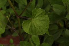 Spananthe