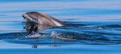 Lagenorhynchus albirostris