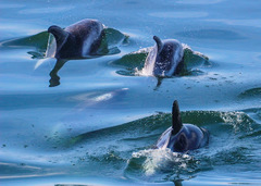 Lagenorhynchus albirostris