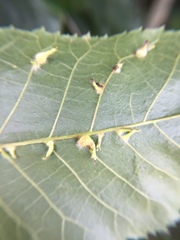 Caryomyia ansericollum