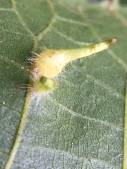 Caryomyia ansericollum