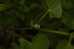 Spananthe