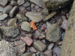 Clathria prolifera