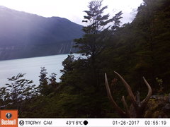 Hippocamelus bisulcus