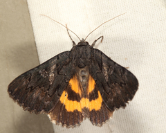 Catocala antinympha
