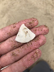 Echinarachnius parma