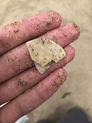 Echinarachnius parma