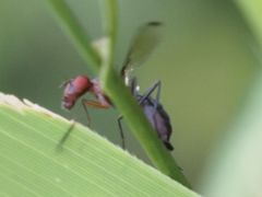 Cephalia rufipes