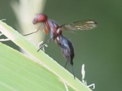 Cephalia rufipes