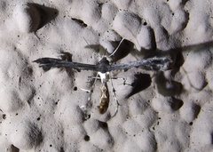 Michaelophorus indentatus