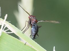 Cephalia rufipes