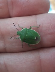 Chlorochroa persimilis