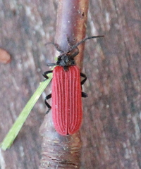 Pyropterus nigroruber