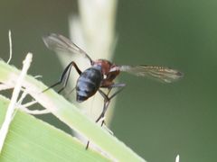 Cephalia rufipes