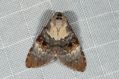 Acatapaustus leucospila