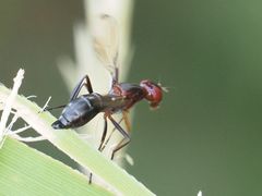 Cephalia rufipes