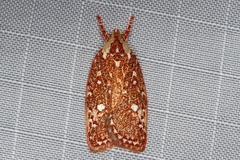 Euchaetis metallota