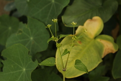 Spananthe