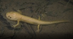 Salamandra salamandra