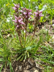 Pedicularis parryi
