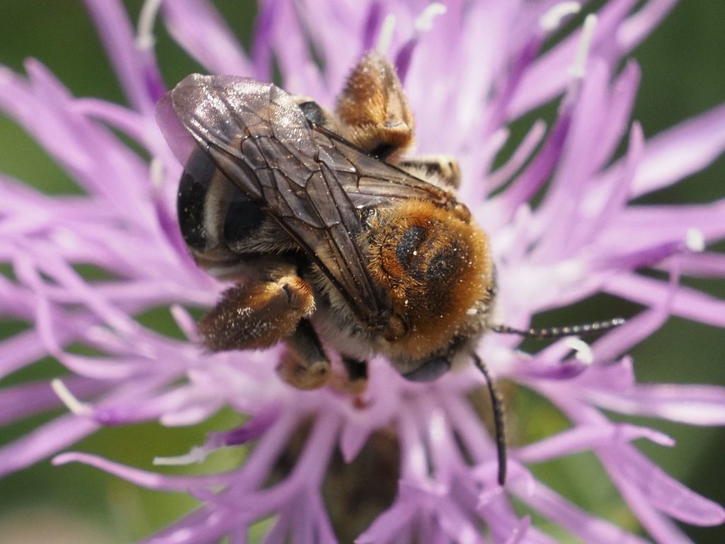 Dentate Longhorn Bee
