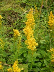 Solidago lepida salebrosa