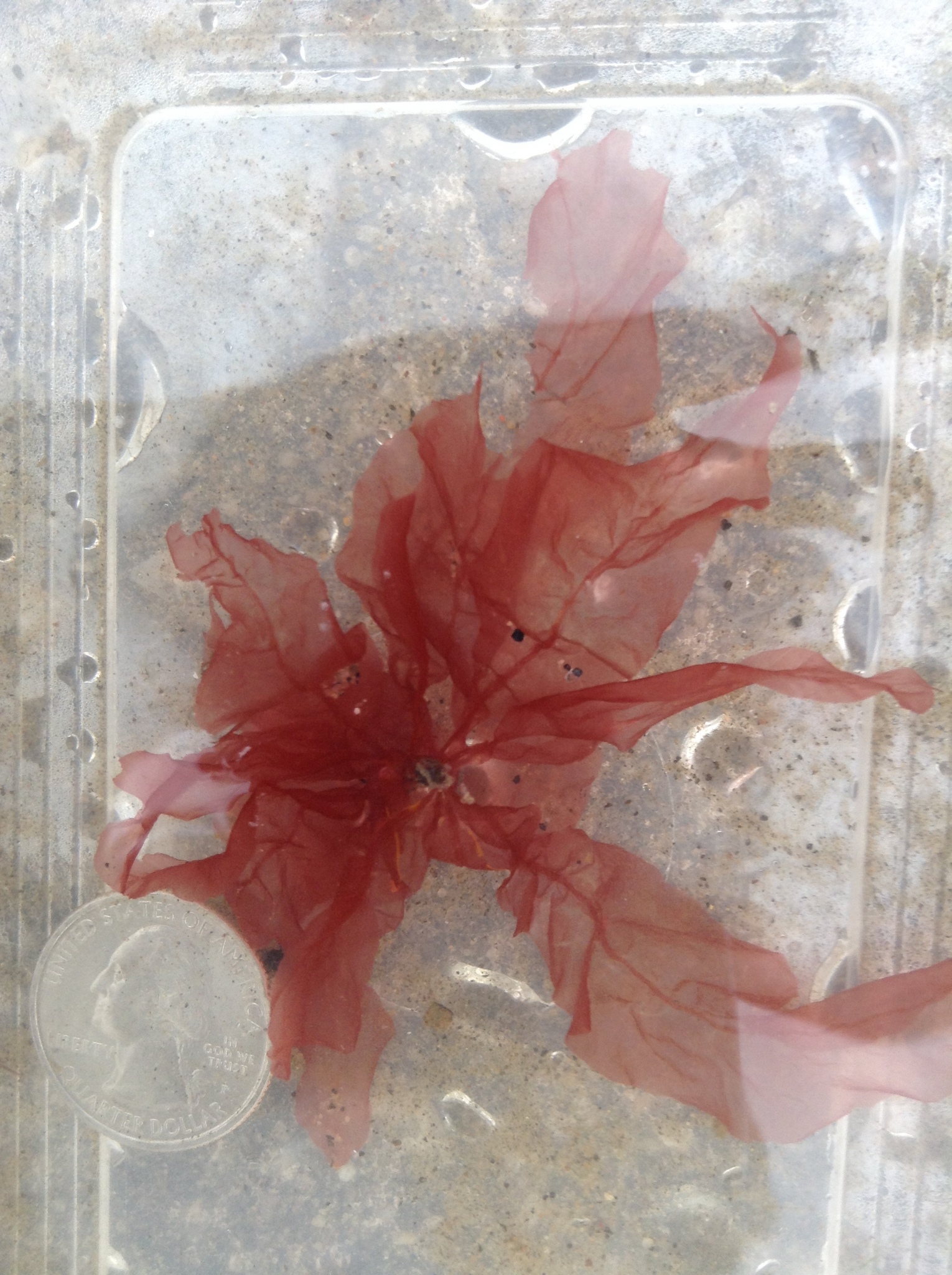 Grinnellia americana
