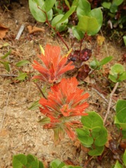 Castilleja miniata dixonii