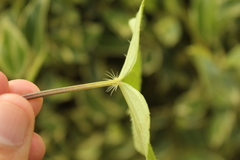 Spananthe