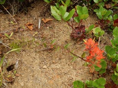Castilleja miniata dixonii