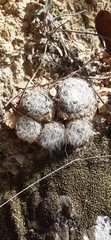 Mammillaria glassii
