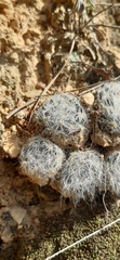 Mammillaria glassii