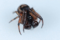 Theridiosomatidae