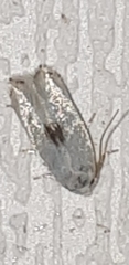 Opostegidae