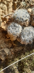 Mammillaria glassii
