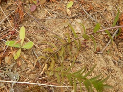 Castilleja miniata dixonii