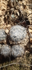 Mammillaria glassii