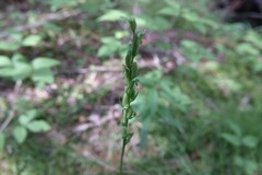 Platanthera aquilonis