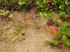 Castilleja miniata dixonii