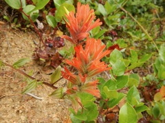 Castilleja miniata dixonii