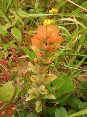 Castilleja miniata dixonii